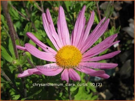 Chrysanthemum &#039;Clara Curtis&#039; | Tuinchrysant, Chrysant | Chrysantheme