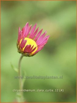 Chrysanthemum &#039;Clara Curtis&#039; | Tuinchrysant, Chrysant | Chrysantheme