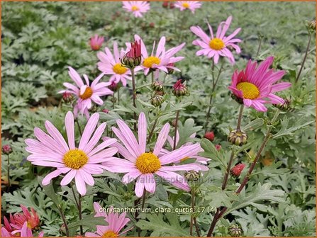 Chrysanthemum &#039;Clara Curtis&#039; | Tuinchrysant, Chrysant | Chrysantheme