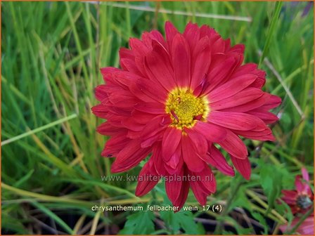 Chrysanthemum &#039;Fellbacher Wein&#039; | Tuinchrysant, Chrysant | Chrysantheme