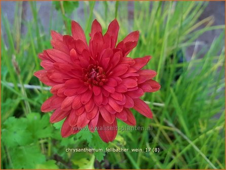 Chrysanthemum 'Fellbacher Wein' | Tuinchrysant, Chrysant | Chrysantheme