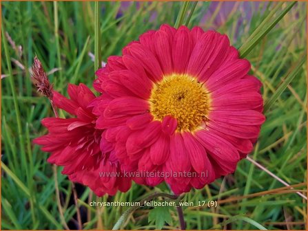 Chrysanthemum &#039;Fellbacher Wein&#039; | Tuinchrysant, Chrysant | Chrysantheme