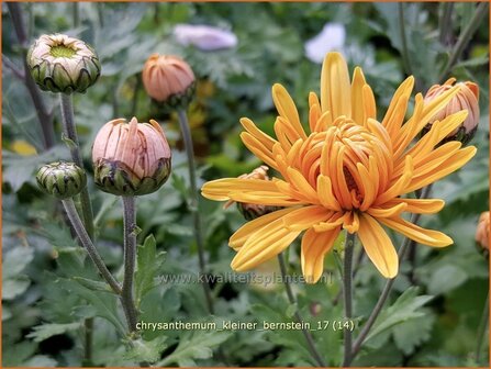 Chrysanthemum 'Kleiner Bernstein' | Tuinchrysant, Chrysant | Chrysantheme