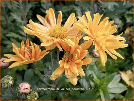 Chrysanthemum &#039;Kleiner Bernstein&#039; | Tuinchrysant, Chrysant | Chrysantheme
