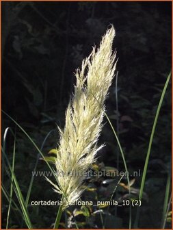 Cortaderia selloana &#039;Pumila&#039; | Pampasgras | Pampasgras