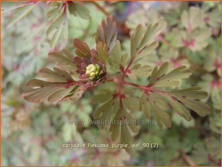 Corydalis flexuosa &#039;Purple Leaf&#039; | Helmbloem | Gebogener Lerchensporn