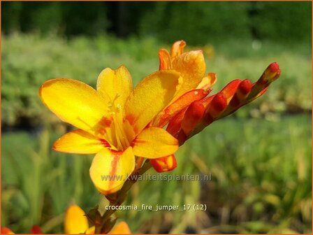 Crocosmia &#039;Fire Jumper&#039; | Montbretia | Montbretie