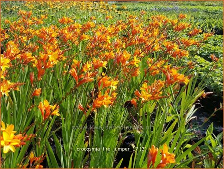 Crocosmia &#039;Fire Jumper&#039; | Montbretia | Montbretie