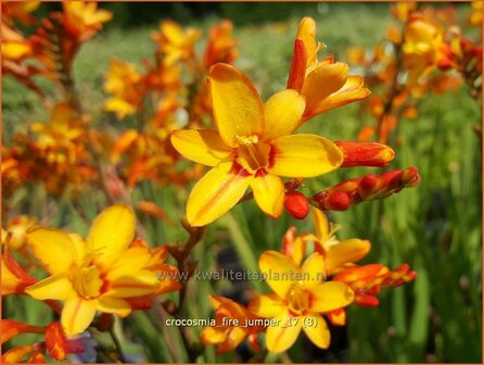 Crocosmia &#039;Fire Jumper&#039; | Montbretia | Montbretie