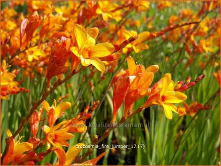 Crocosmia &#039;Fire Jumper&#039; | Montbretia | Montbretie