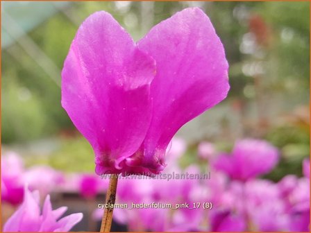 Cyclamen hederifolium 'Pink' | Napolitaanse cyclaam, Cyclaam, Alpenviooltje, Tuincyclaam | Herbst-Alpenveilchen