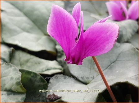 Cyclamen hederifolium 'Silver Leaf' | Herfstcyclaam, Napolitaanse cyclaam, Cyclaam, Tuincyclaam | Herbst-Alpenveilche