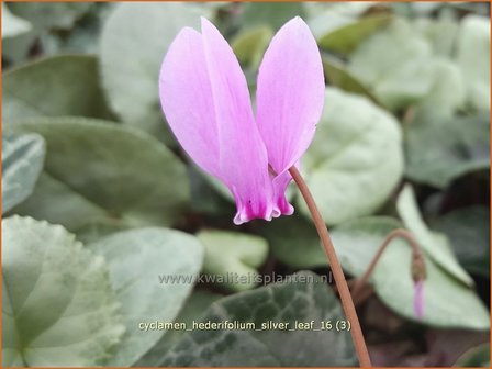 Cyclamen hederifolium 'Silver Leaf' | Napolitaanse cyclaam, Cyclaam, Alpenviooltje, Tuincyclaam | Herbst-Alpenvei