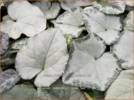 Cyclamen hederifolium 'Silver Leaf' | Napolitaanse cyclaam, Cyclaam, Alpenviooltje, Tuincyclaam | Herbst-Alpenveilche