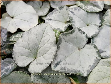 Cyclamen hederifolium 'Silver Leaf' | Napolitaanse cyclaam, Cyclaam, Alpenviooltje, Tuincyclaam | Herbst-Alpenvei
