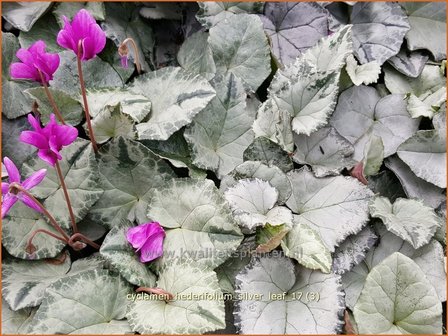 Cyclamen hederifolium 'Silver Leaf' | Napolitaanse cyclaam, Cyclaam, Alpenviooltje, Tuincyclaam | Herbst-Alpenvei
