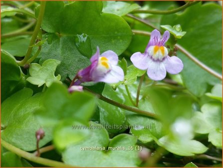 Cymbalaria muralis | Muurleeuwenbek | Mauer-Zimbelkraut | Ivy-Leaf Toadflax