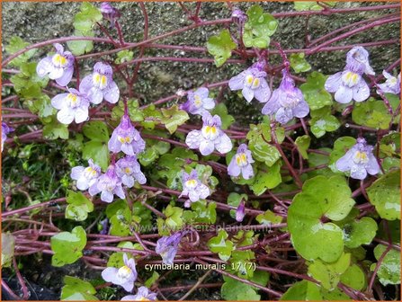Cymbalaria muralis | Muurleeuwenbek | Mauer-Zimbelkraut | Ivy-Leaf Toadflax