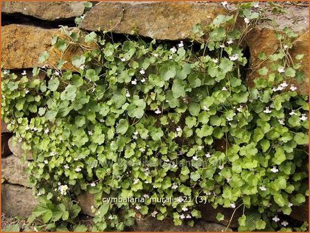 Cymbalaria muralis | Muurleeuwenbek | Mauer-Zimbelkraut | Ivy-Leaf Toadflax