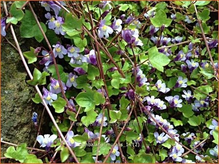 Cymbalaria muralis | Muurleeuwenbek | Mauer-Zimbelkraut | Ivy-Leaf Toadflax