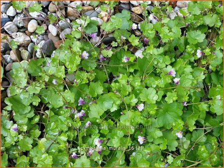 Cymbalaria muralis | Muurleeuwenbek | Mauer-Zimbelkraut | Ivy-Leaf Toadflax