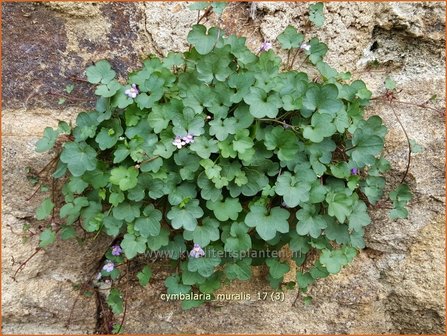 Cymbalaria muralis | Muurleeuwenbek | Mauer-Zimbelkraut | Ivy-Leaf Toadflax