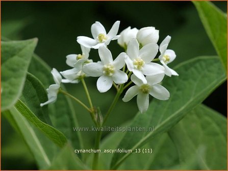 Cynanchum ascyrifolium | Schwalbenwurz