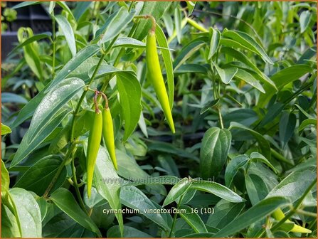 Cynanchum vincetoxicum | Engbloem | Wei&szlig;bl&uuml;hende Schwalbenwurz