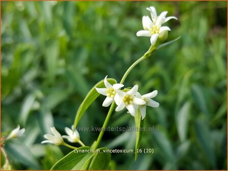 Cynanchum vincetoxicum | Engbloem | Wei&szlig;bl&uuml;hende Schwalbenwurz