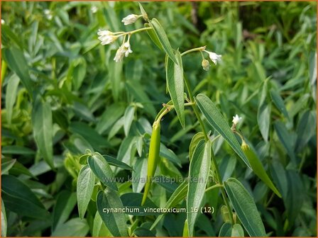 Cynanchum vincetoxicum | Engbloem | Wei&szlig;bl&uuml;hende Schwalbenwurz