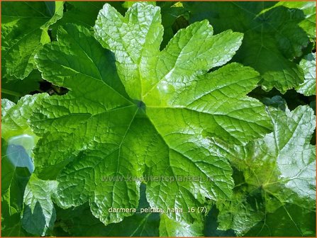 Darmera peltata &#039;Nana&#039; | Schildblad, Voetblad | Schildblatt