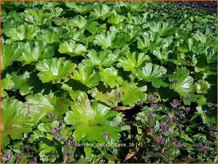 Darmera peltata &#039;Nana&#039; | Schildblad, Voetblad | Schildblatt