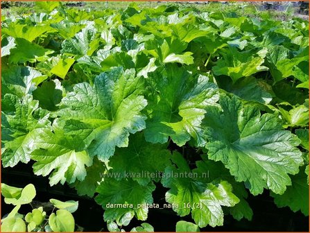 Darmera peltata &#039;Nana&#039; | Schildblad, Voetblad | Schildblatt