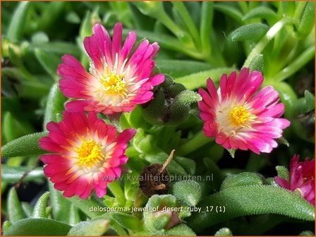 Delosperma &#039;Jewel of Desert Ruby&#039; | IJsbloempje, IJsplant | Mittagsblume