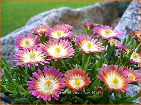 Delosperma &#039;Jewel of Desert Ruby&#039; | IJsbloempje, IJsplant | Mittagsblume