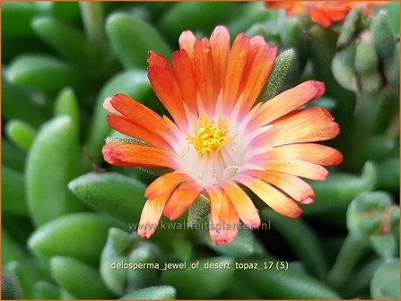 Delosperma &#039;Jewel of Desert Topaz&#039; | IJsbloempje, IJsplant | Mittagsblume