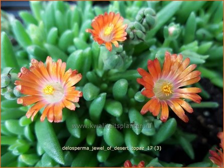 Delosperma &#039;Jewel of Desert Topaz&#039; | IJsbloempje, IJsplant | Mittagsblume