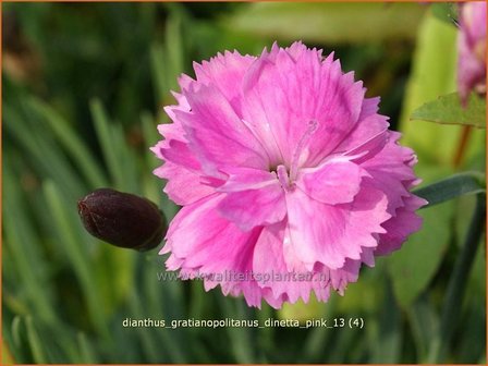Dianthus gratianopolitanus 'Dinetta Pink' | Rotsanjer, Anjer | Pfingstnelke