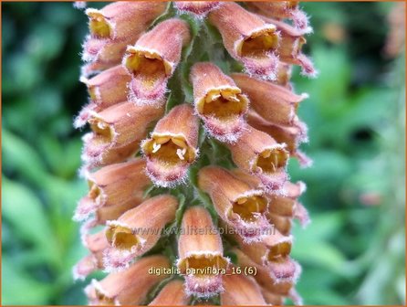 Digitalis parviflora | Vingerhoedskruid | Kleinblütiger Fingerhut