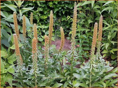 Digitalis parviflora | Vingerhoedskruid | Kleinbl&uuml;tiger Fingerhut
