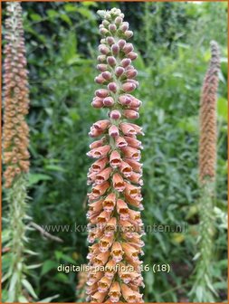 Digitalis parviflora | Vingerhoedskruid | Kleinbl&uuml;tiger Fingerhut
