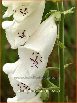 Digitalis purpurea &#039;Alba&#039; | Vingerhoedskruid | Roter Fingerhut