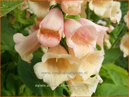 Digitalis purpurea &#039;Dalmatian Peach&#039; | Gewoon vingerhoedskruid, Vingerhoedskruid, Pijpenkop | Roter Fingerhut | Commo