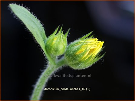 Doronicum pardalianches | Voorjaarszonnebloem, Hartbladzonnebloem | Kriechende G&auml;mswurz