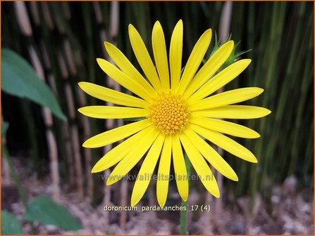 Doronicum pardalianches | Voorjaarszonnebloem, Hartbladzonnebloem | Kriechende G&auml;mswurz