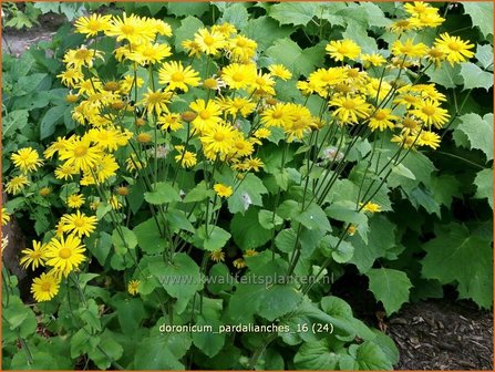 Doronicum pardalianches | Voorjaarszonnebloem, Hartbladzonnebloem | Kriechende G&auml;mswurz