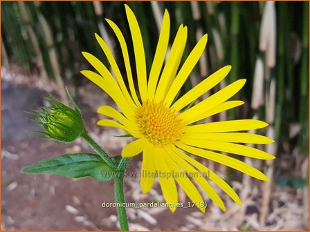Doronicum pardalianches | Voorjaarszonnebloem, Hartbladzonnebloem | Kriechende G&auml;mswurz