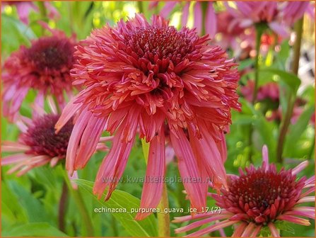 Echinacea purpurea &#039;Guava Ice&#039; | Rode Zonnehoed, Zonnehoed | Roter Sonnenhut