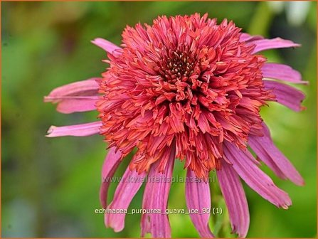 Echinacea purpurea &#039;Guava Ice&#039; | Rode zonnehoed, Zonnehoed | Roter Sonnenhut | Purple Coneflower