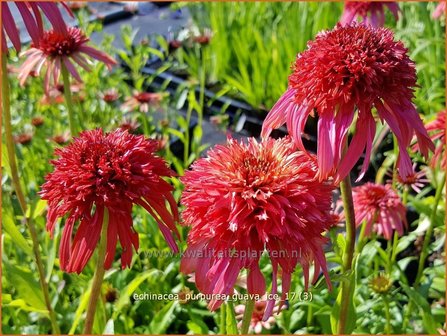 Echinacea purpurea &#039;Guava Ice&#039; | Rode Zonnehoed, Zonnehoed | Roter Sonnenhut